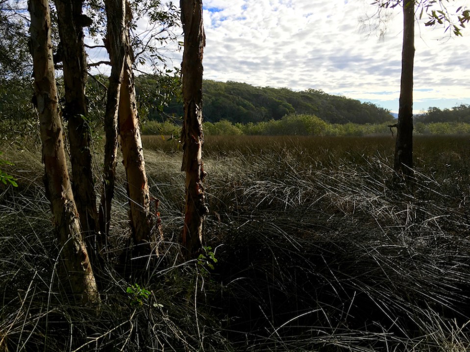 paperbark wetlands
