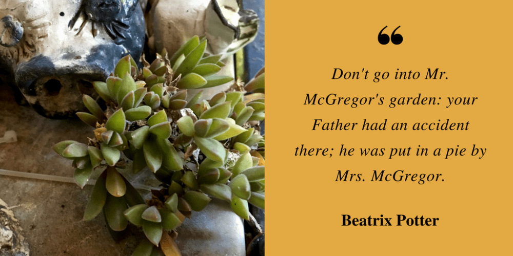 don't go into mr mcgregor's garden-2