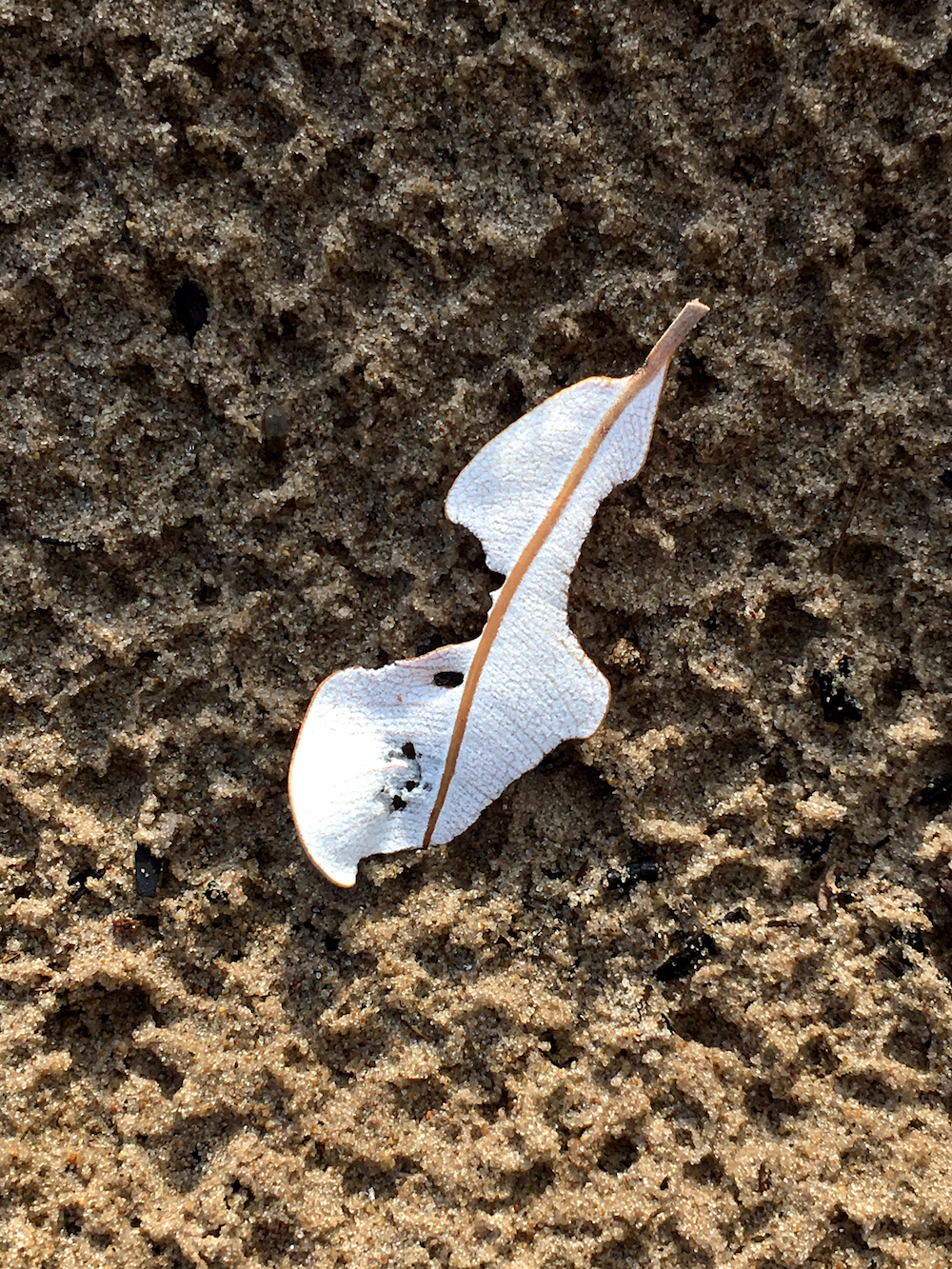 A story in a single image by Melinda J. Irvine