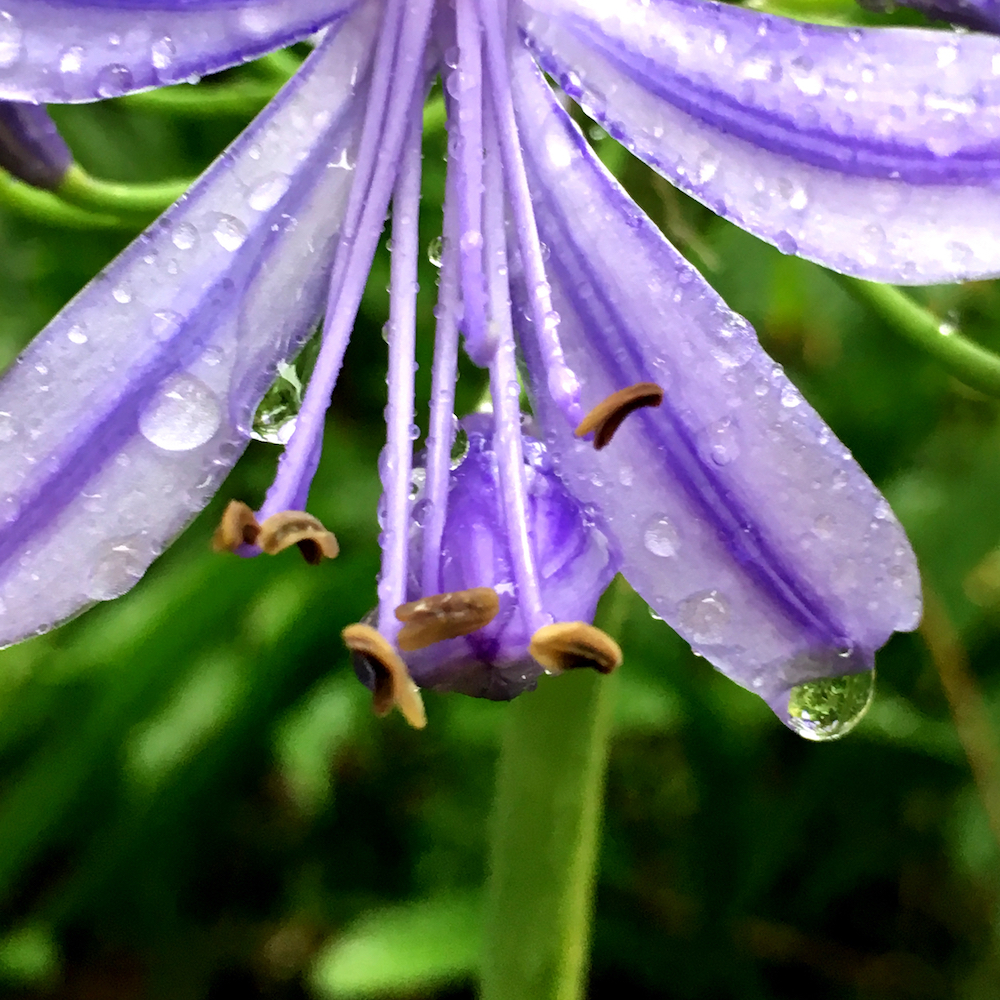 agapanthus