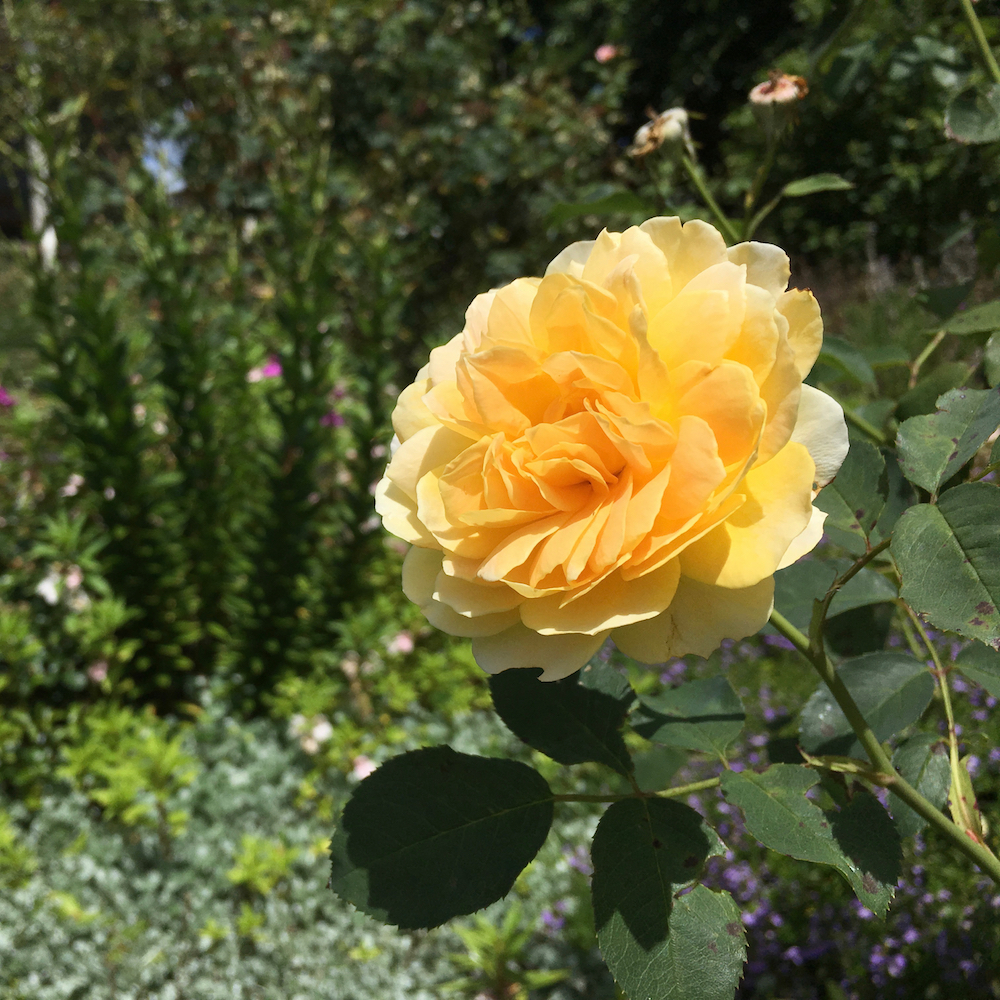 the last of the roses