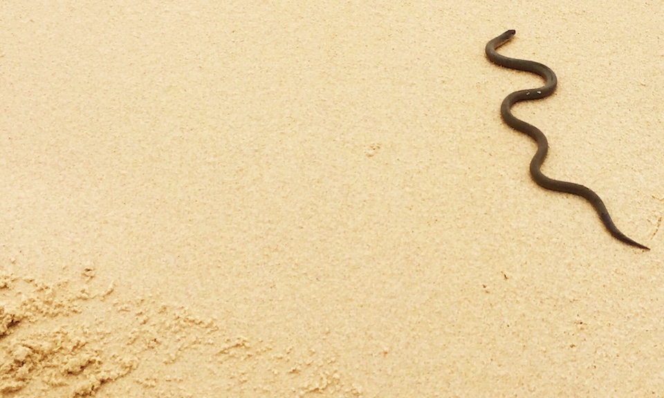 Little Snake on the Sand