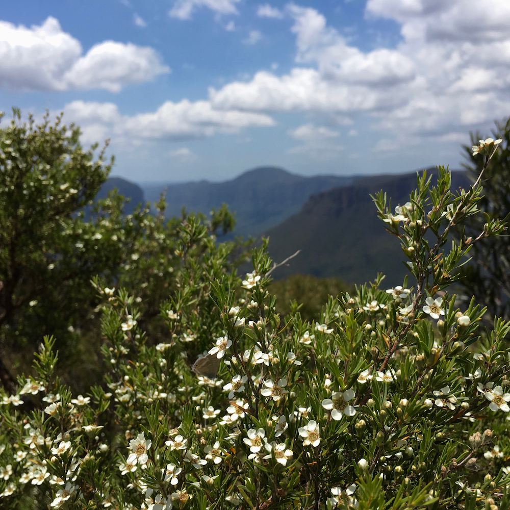 New Horizons in the Blue Moutains