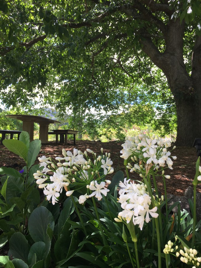 under the faraway tree