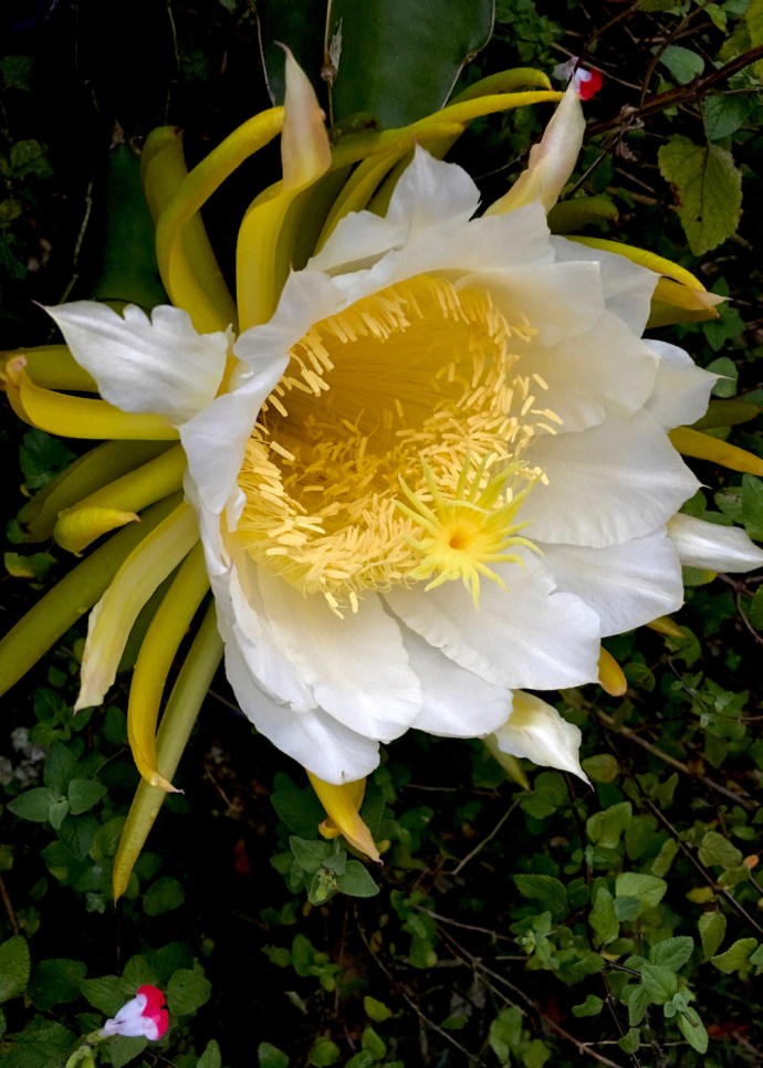 flowering-once-a-year