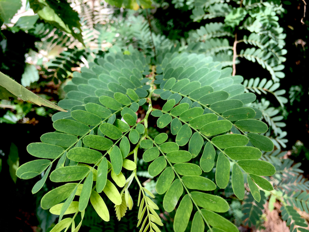 there ia a grace. hear.