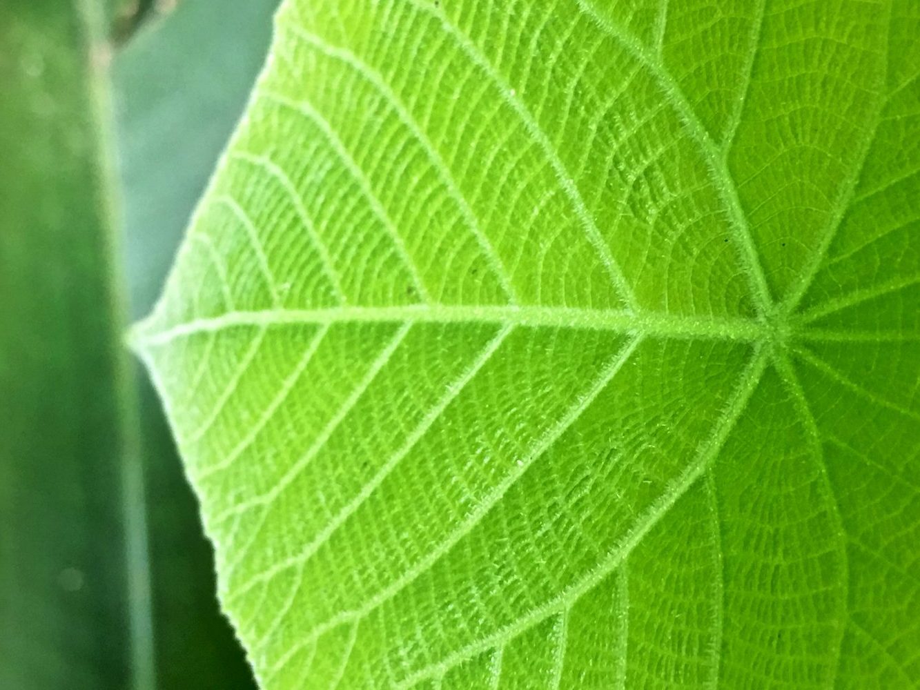green leaf3
