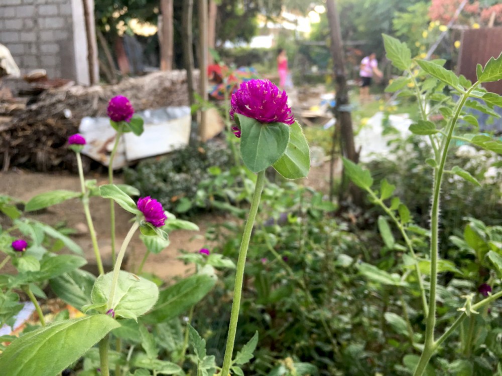 pink flowers in the foreground