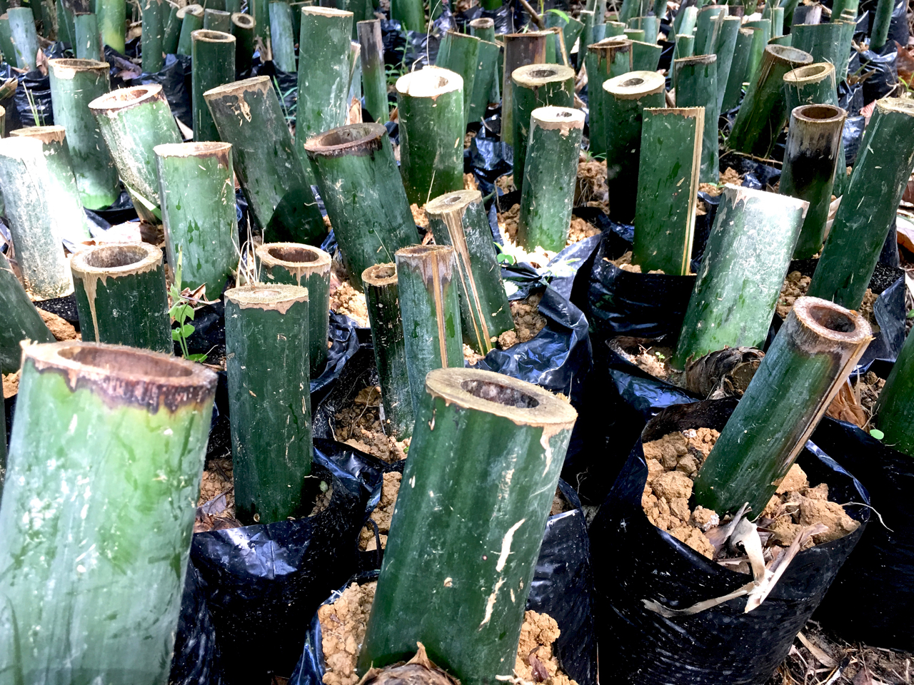 bamboo cuttings ready for replanting