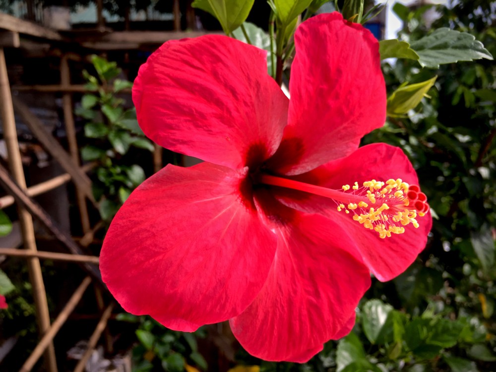 bright red hibiscus flower