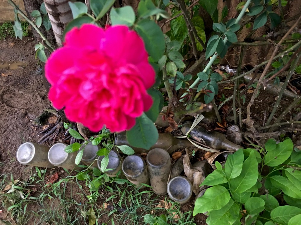 muddy garden filled with old bottles and a pink rose