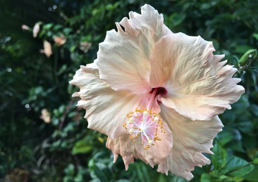 pale pink hibiscus flower