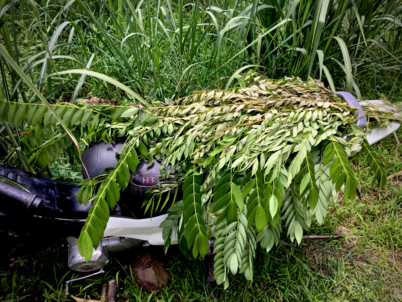 motorbike covered in leaves to protect from summer heat