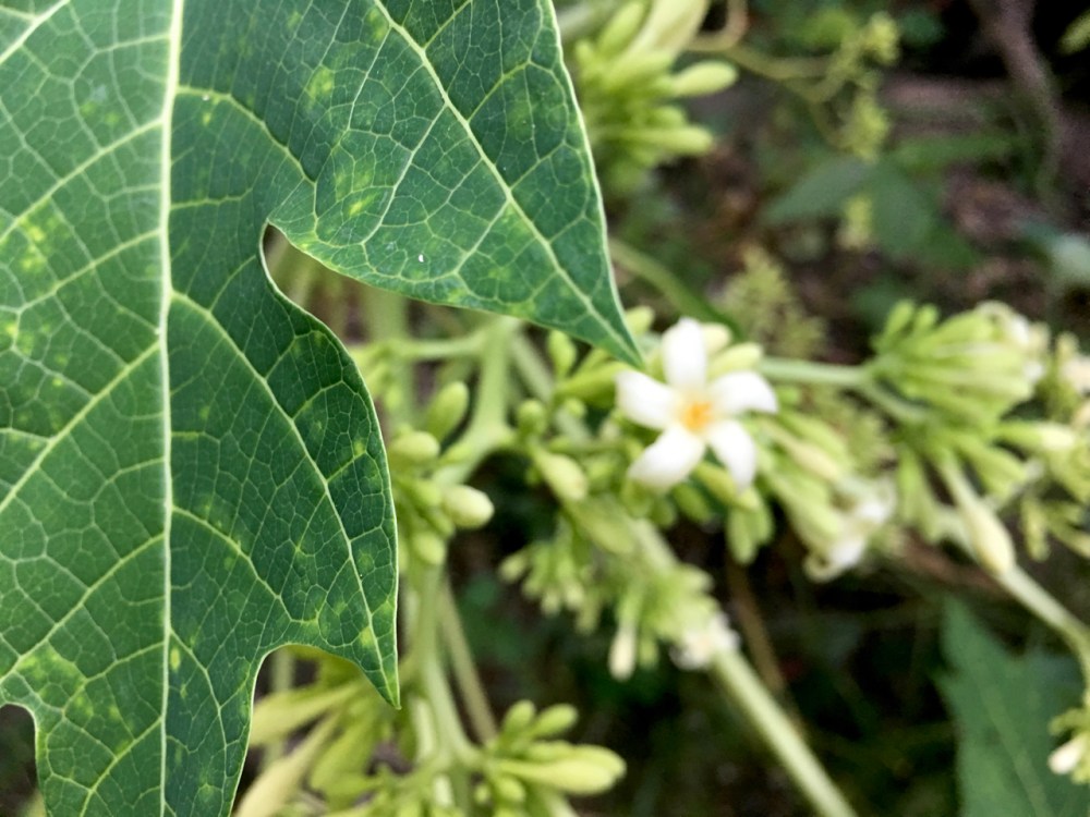 papaya blossom