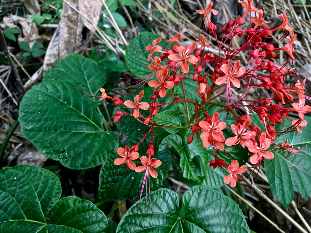 small red flowers
