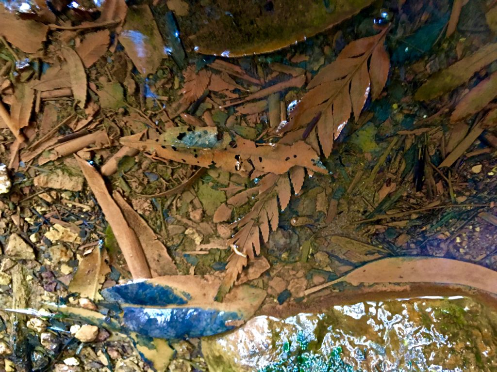 dead leaves in water