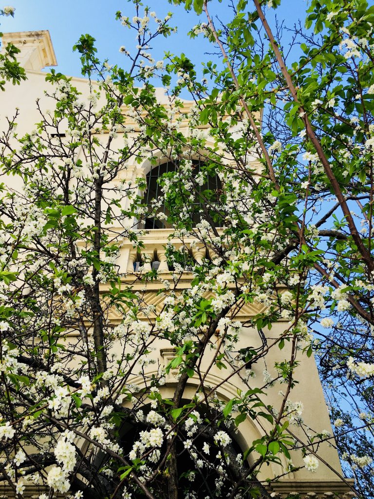 layers of white cherry blossoms over a heritage house