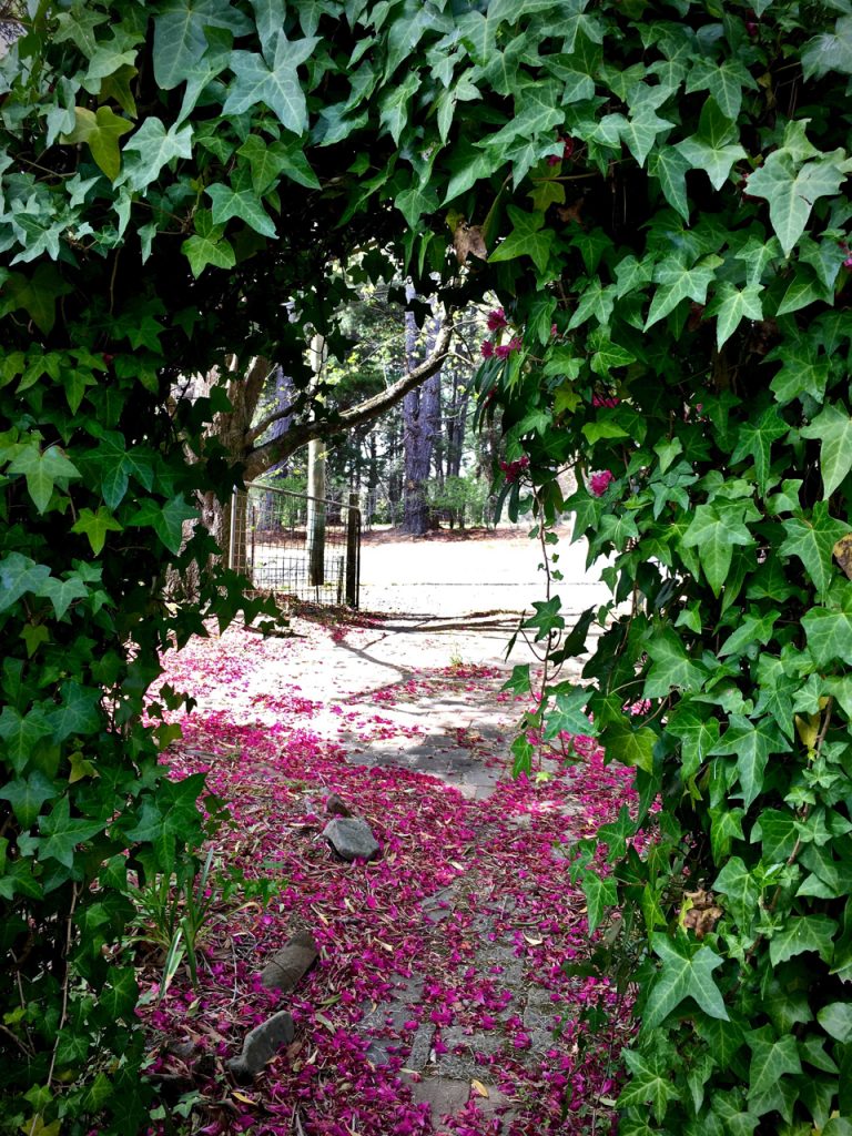pink Rhododendrons Blackheath, NSW