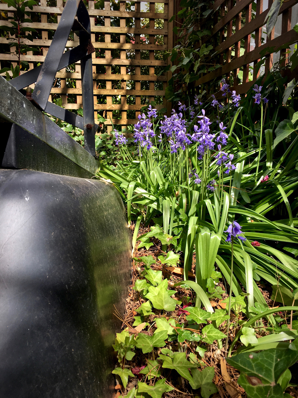 little purple flowers in a graden