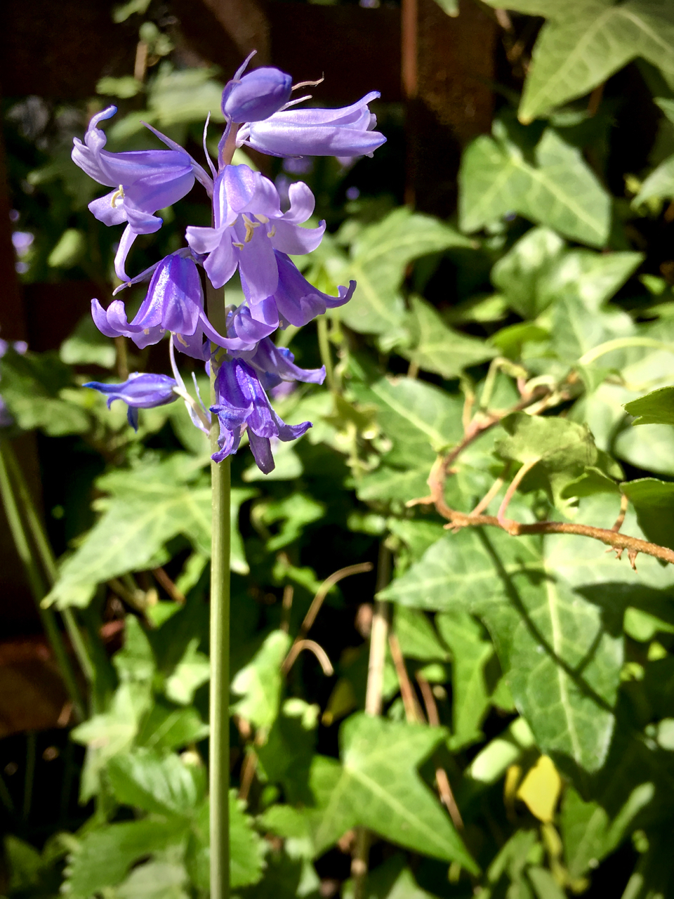 little purple flowers in a graden
