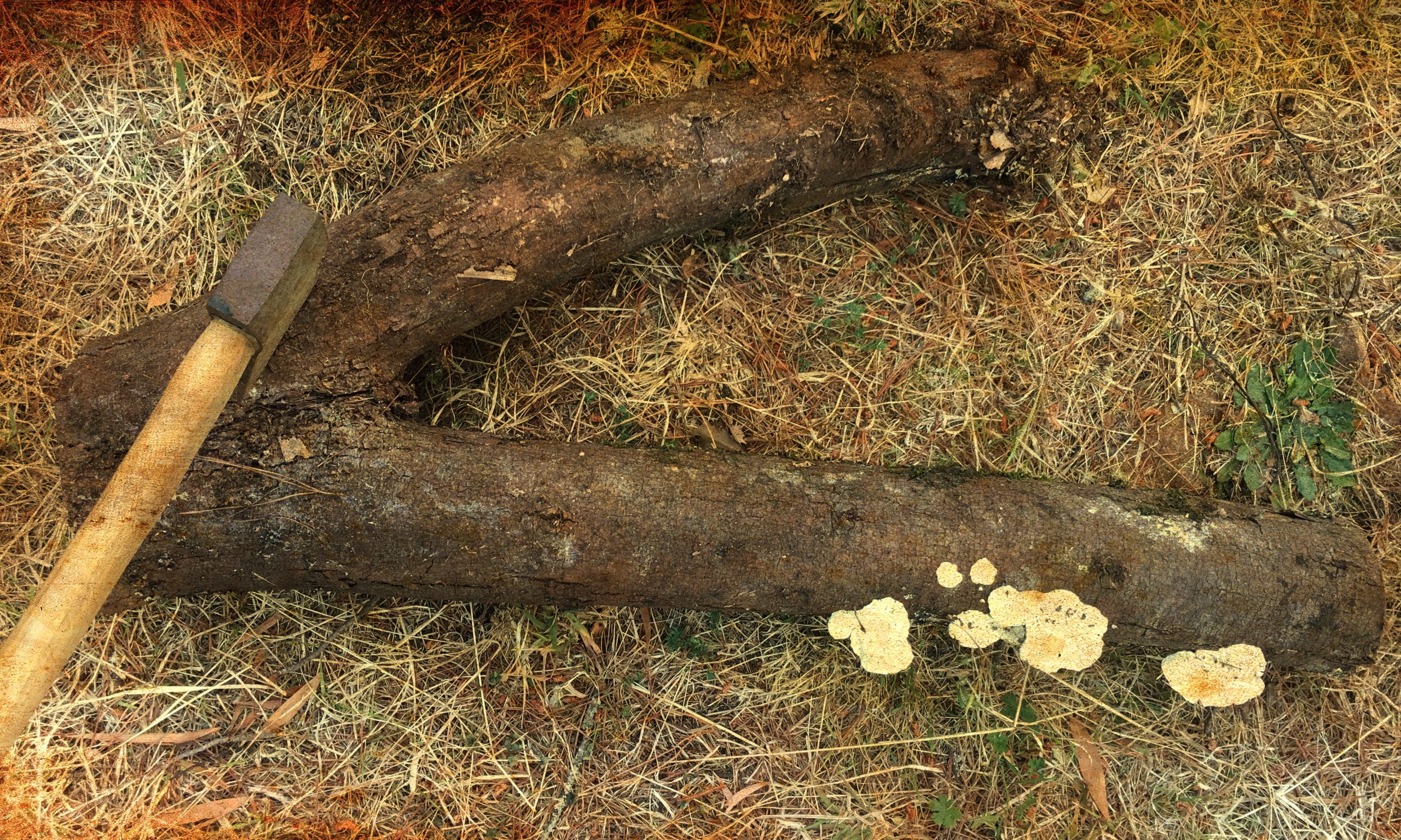 v shaped log with an axe