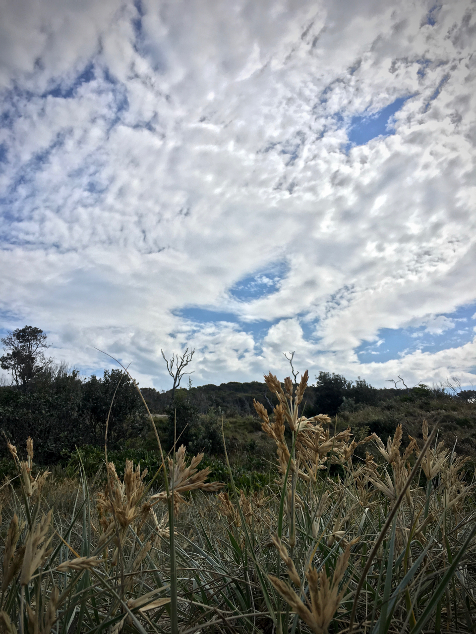dead grasses and leafy dunelands