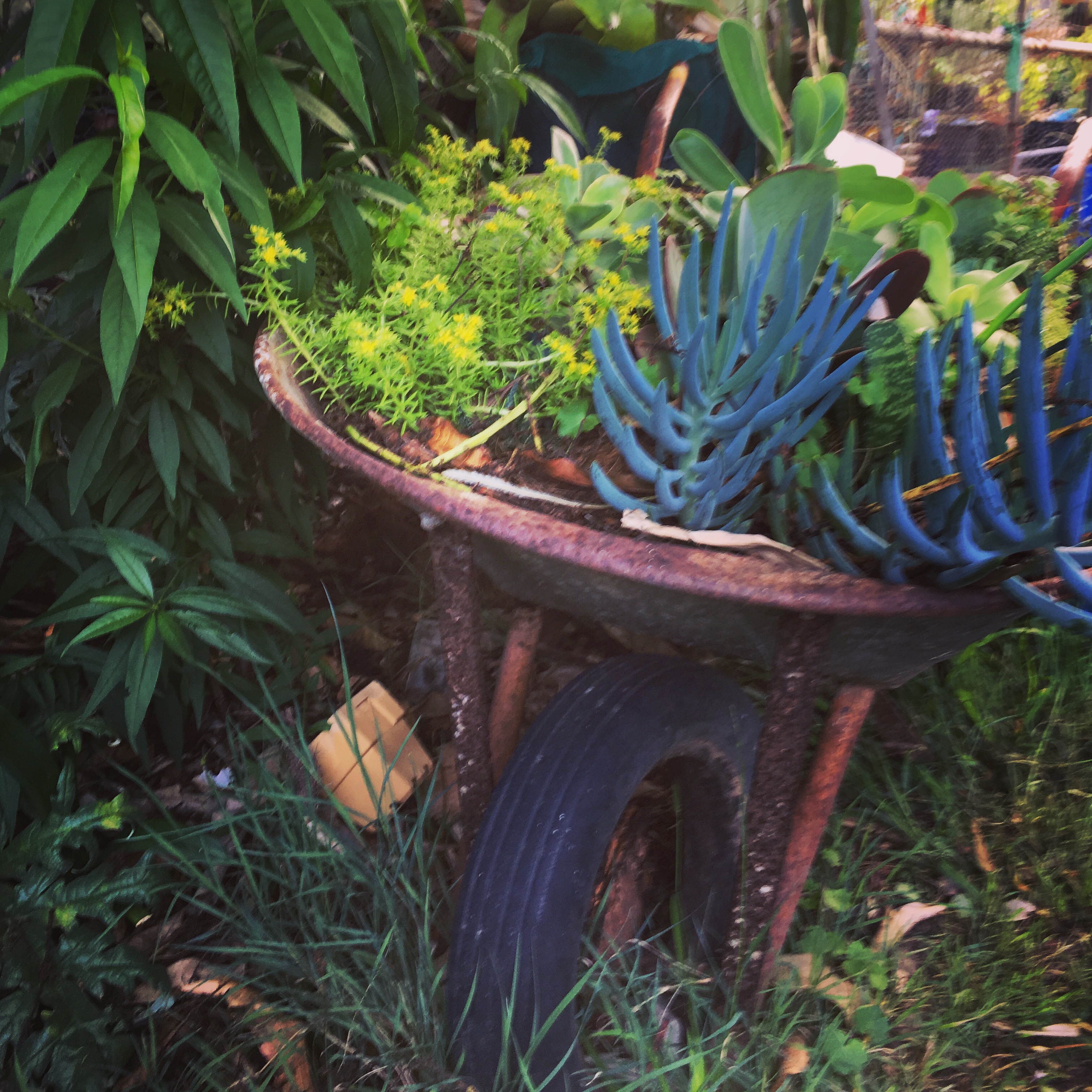 little garden in a wheelbarrow