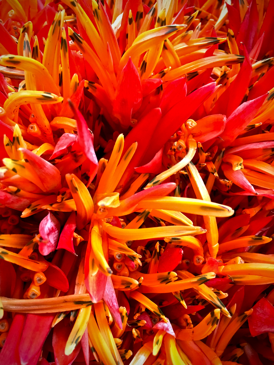 orange flowers