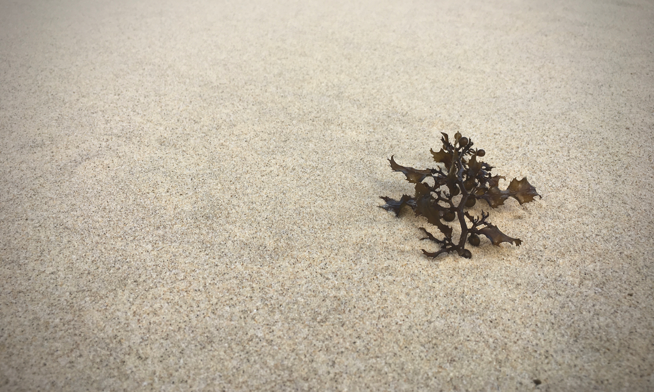 seaweed on the sand