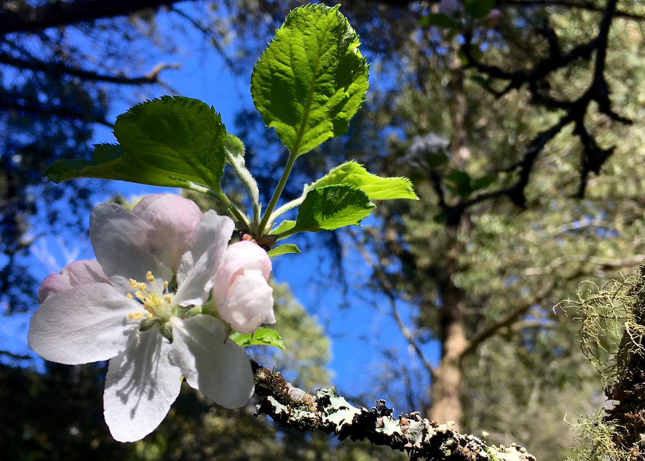 white and pale pink tree blossom