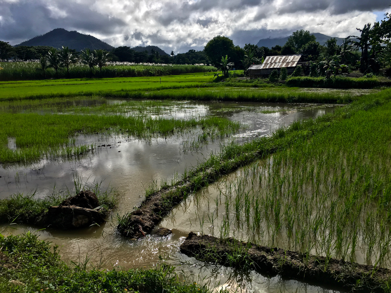 rice fields in the Philippines