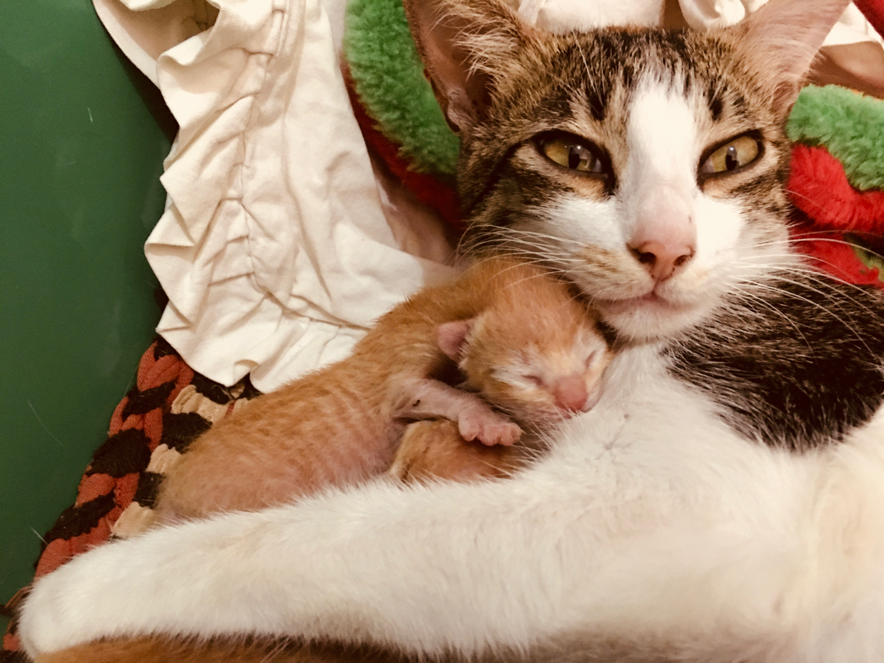 mother cat and baby