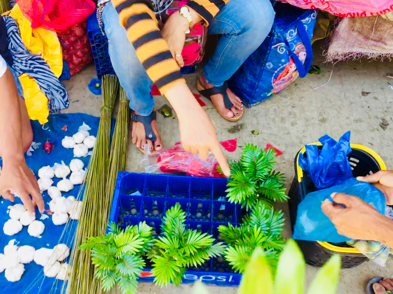 little ferns for sale in the market philippines