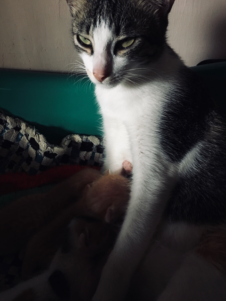 suspicious2 by Melinda J. Irvine