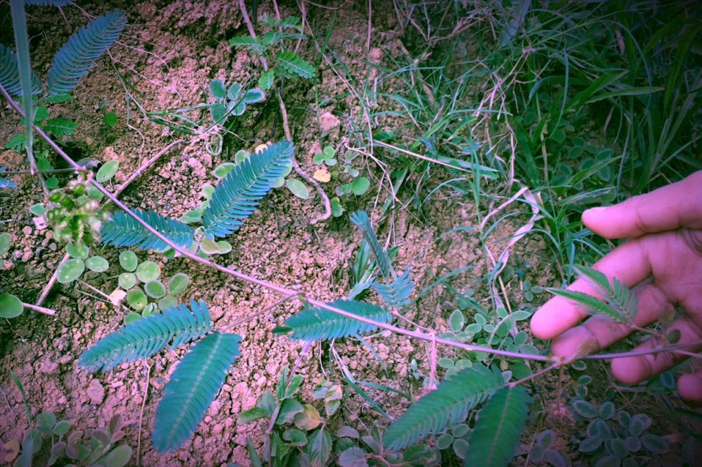 funny plants touch me not