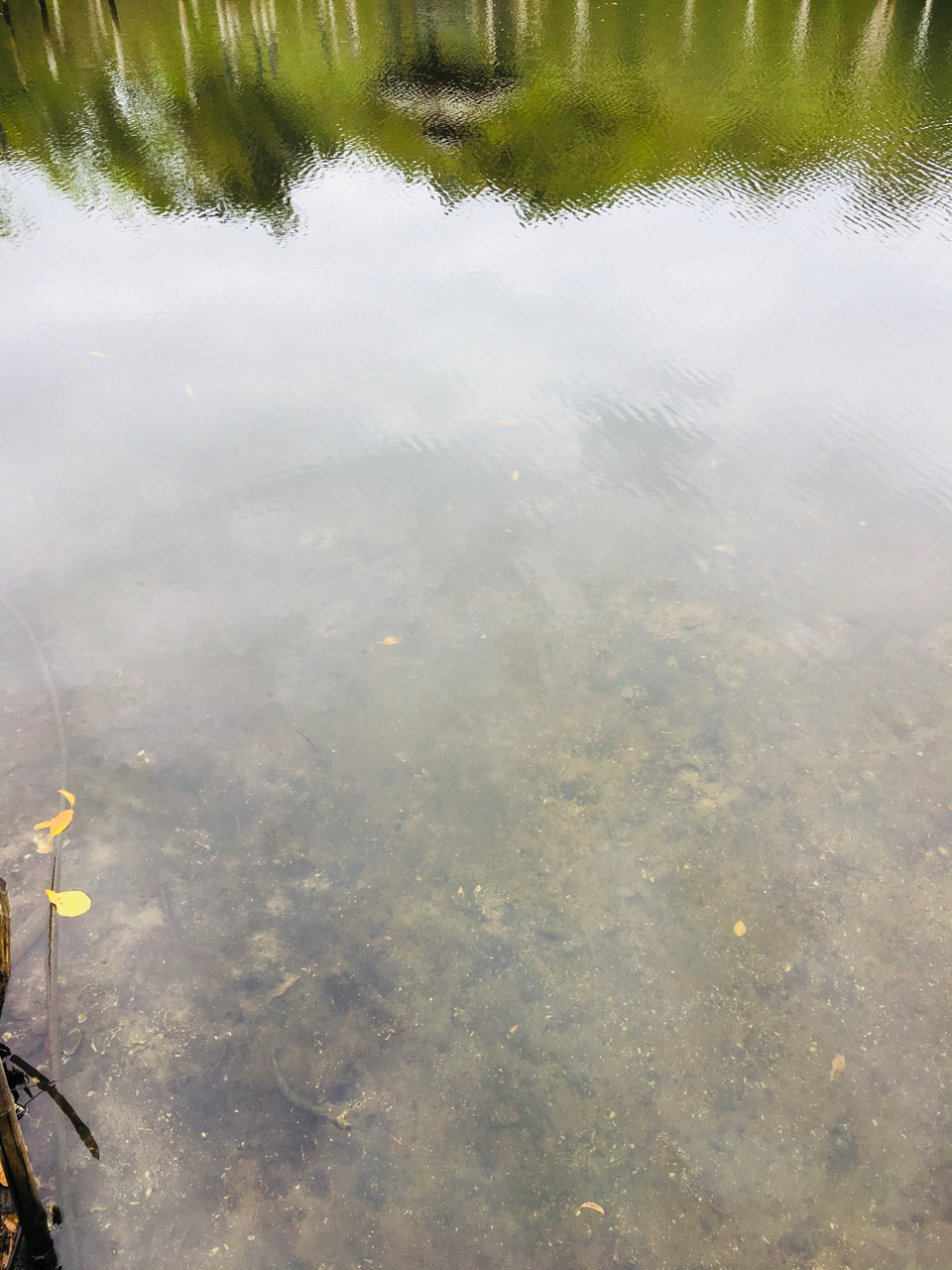 mangrove reflections