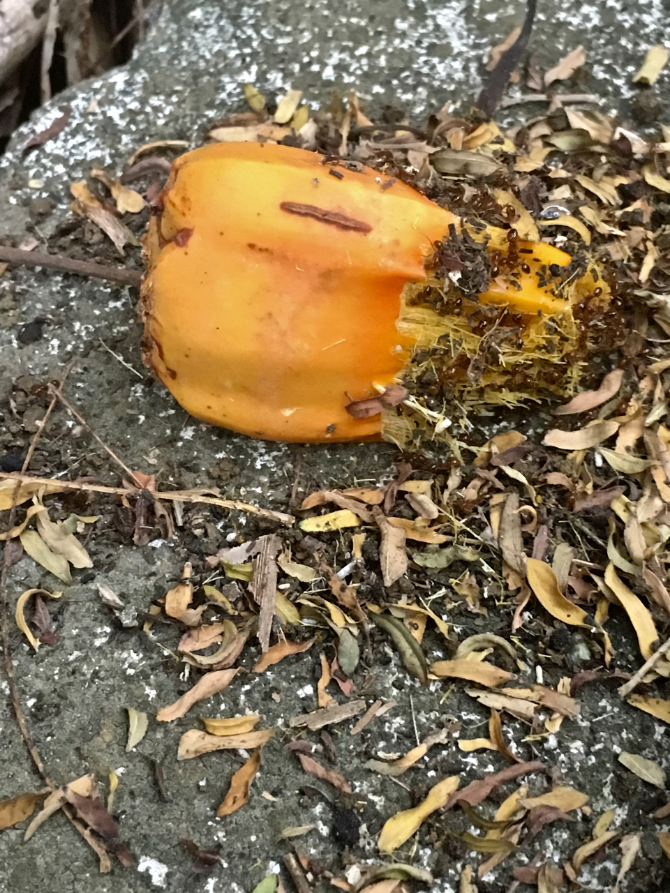 ants on a pandanus seed