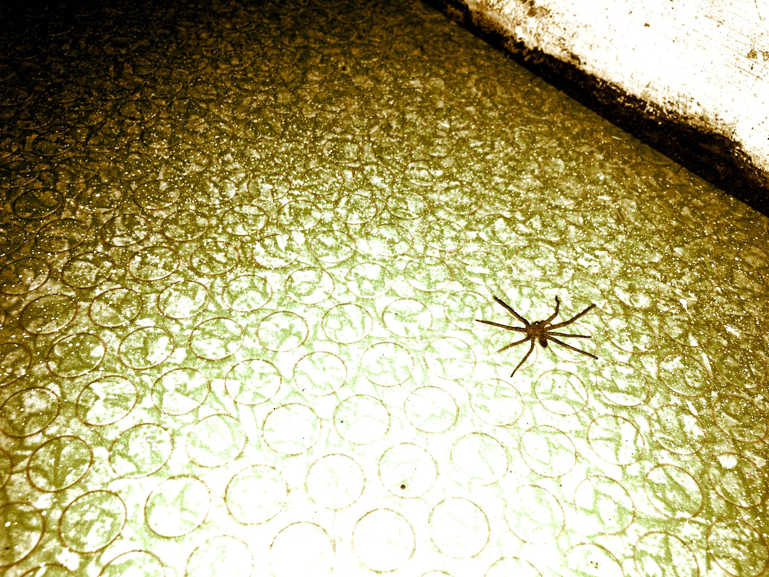 spider in the kitchen