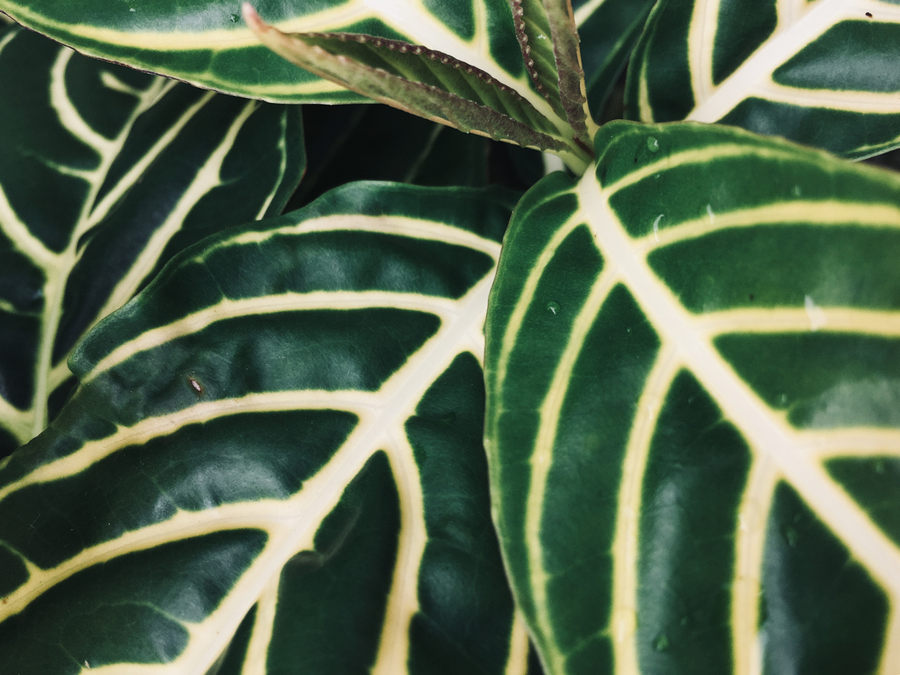 green and white striped leaves