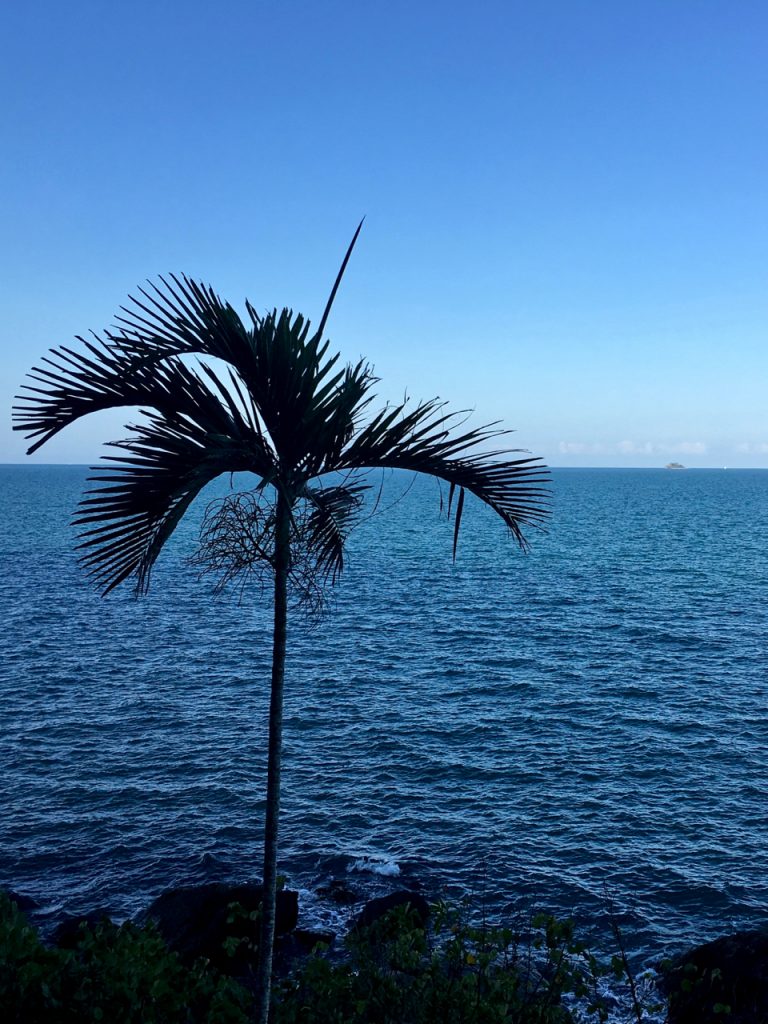 palm tree against the ocean at south mission beach