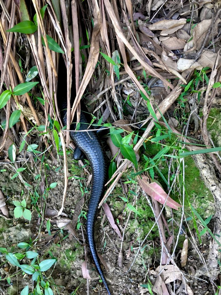 black lizard hiding in the bushes