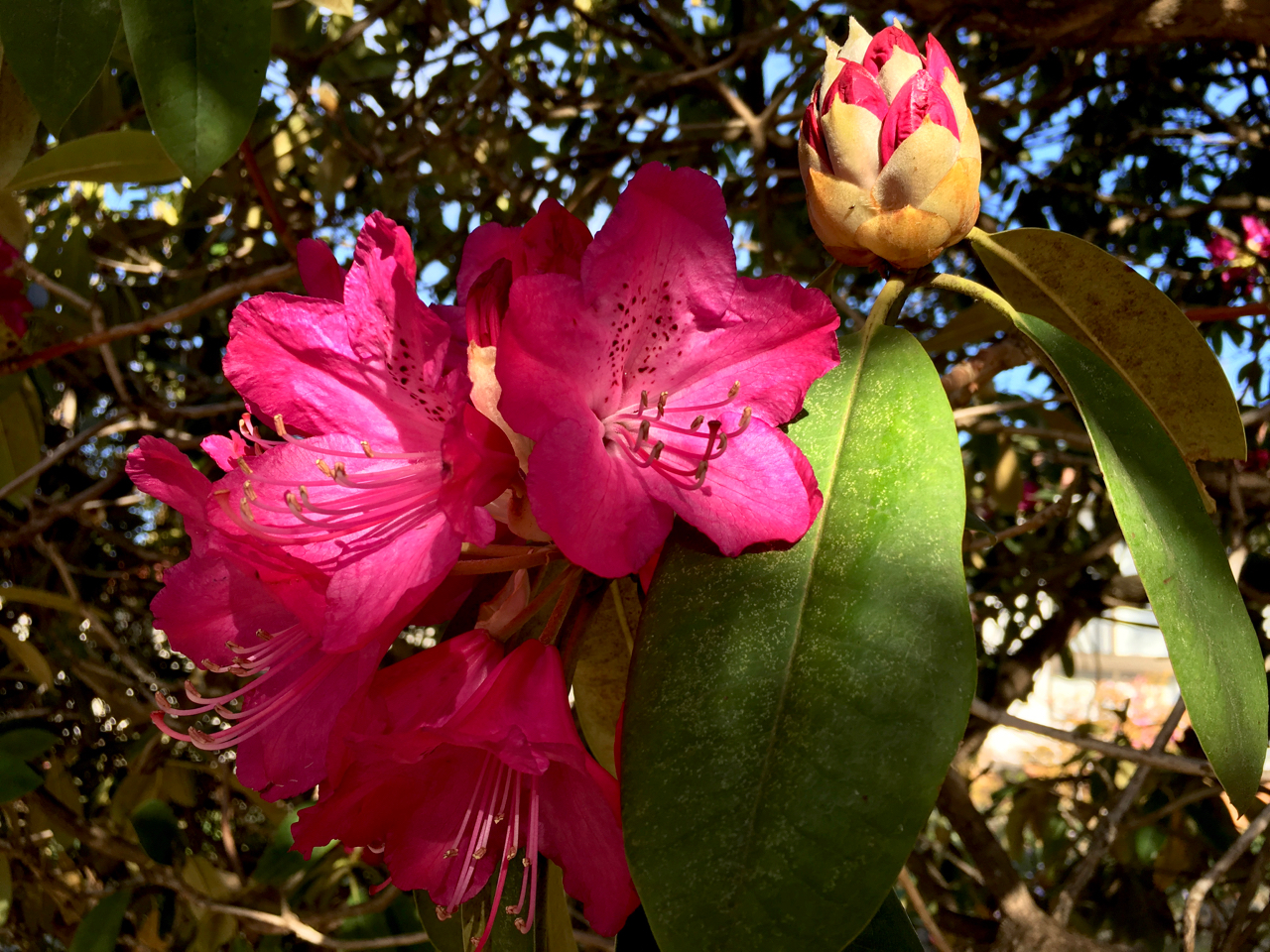 rhododendrons blackheath