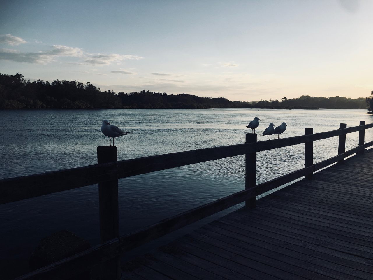 seagulls at sunset