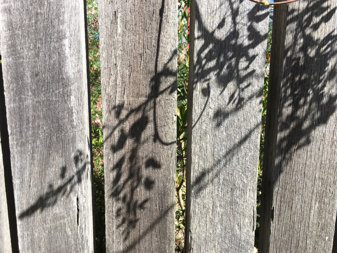 shadows on the fence