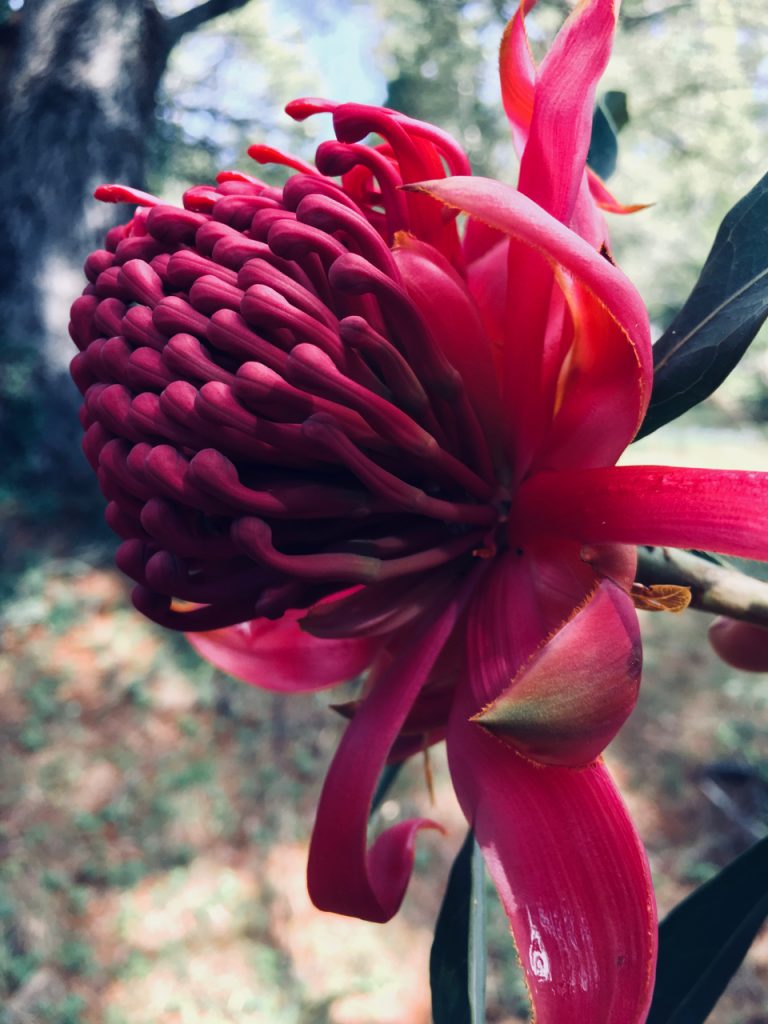 waratah in the blue mountains