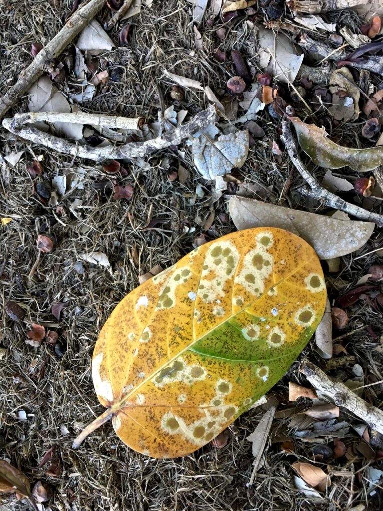 yellow leaves on ground