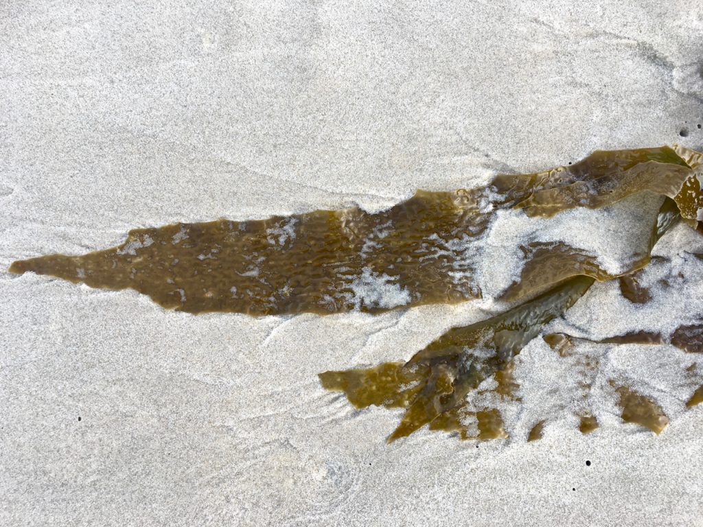 beach seaweed and stuff3
