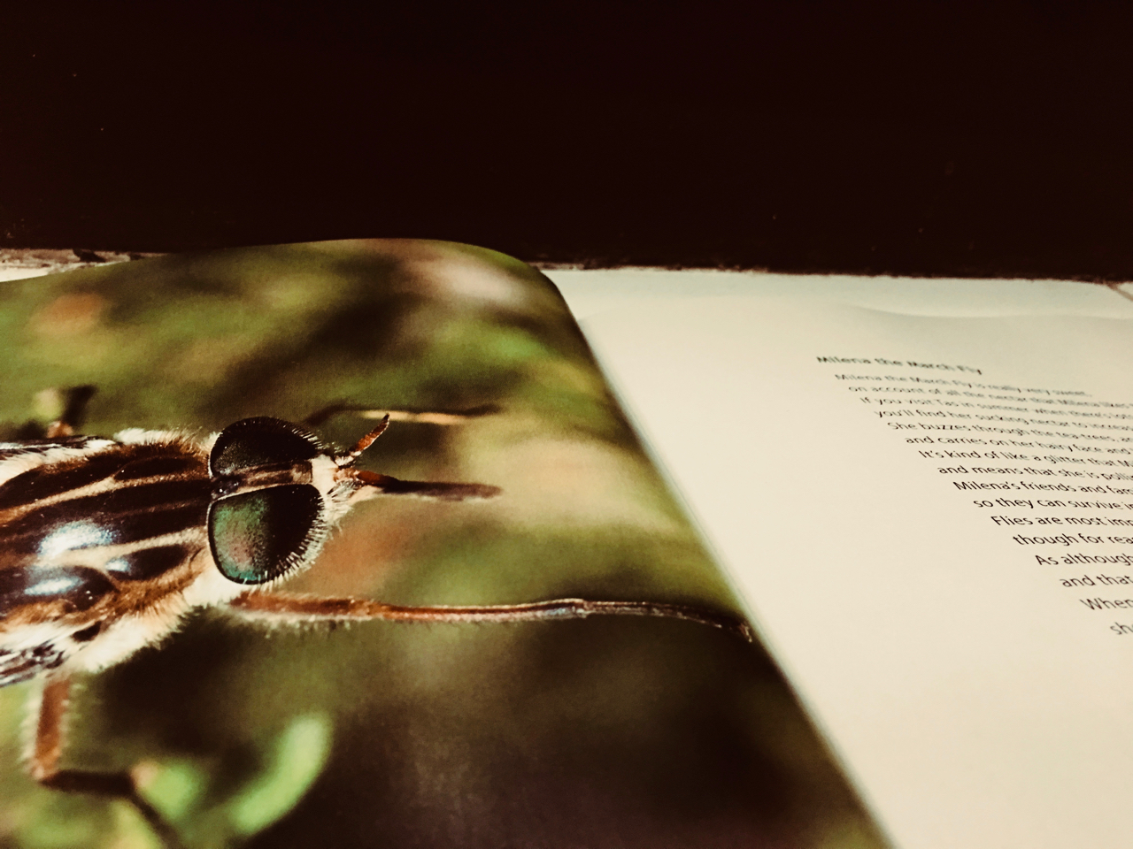 Milena the March Fly from Faunaverse Tasmania