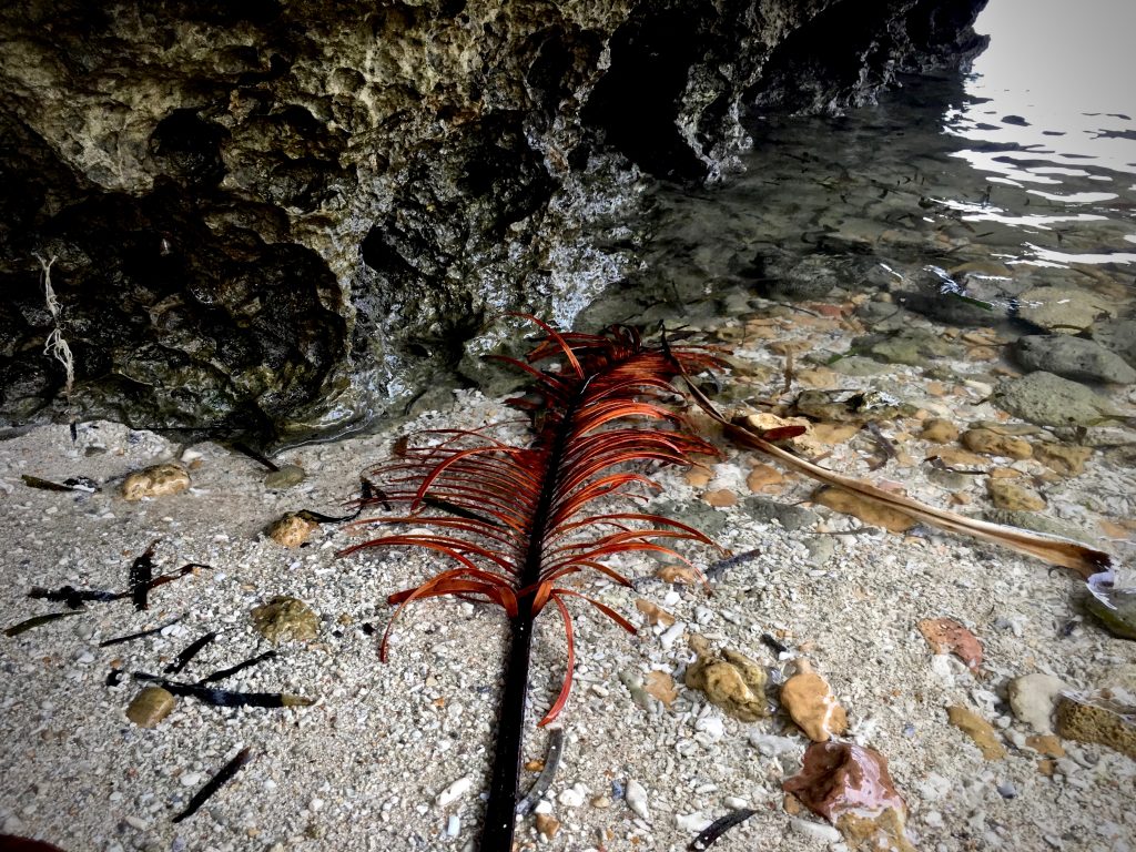 palm frond floating in the shallows