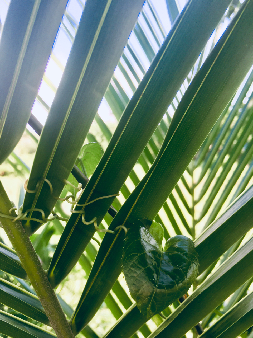 layers of palm fronds